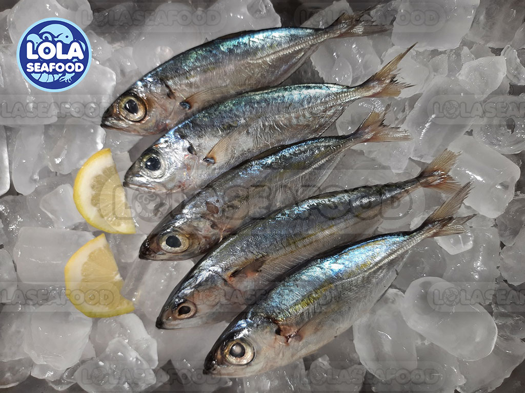 Indian Mackerel Whole Round